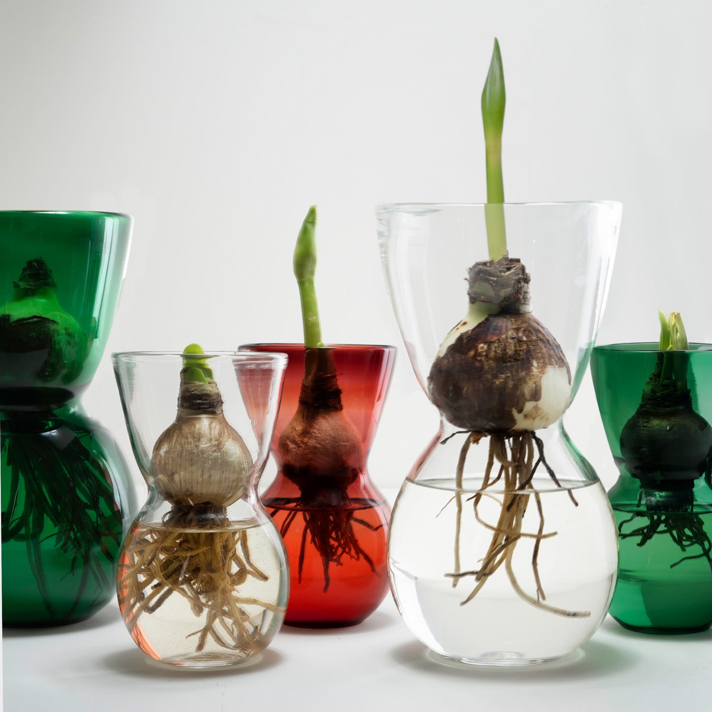 MOUTH BLOWN AMARYLLIS BULB FORCING VASES