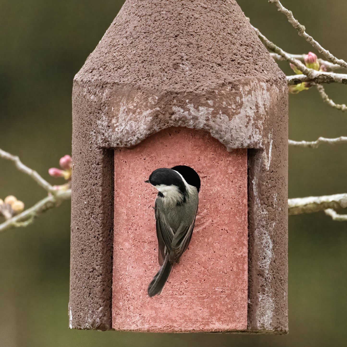 Brutalist Birdhouse- Suspended Cone- 1" Entrance