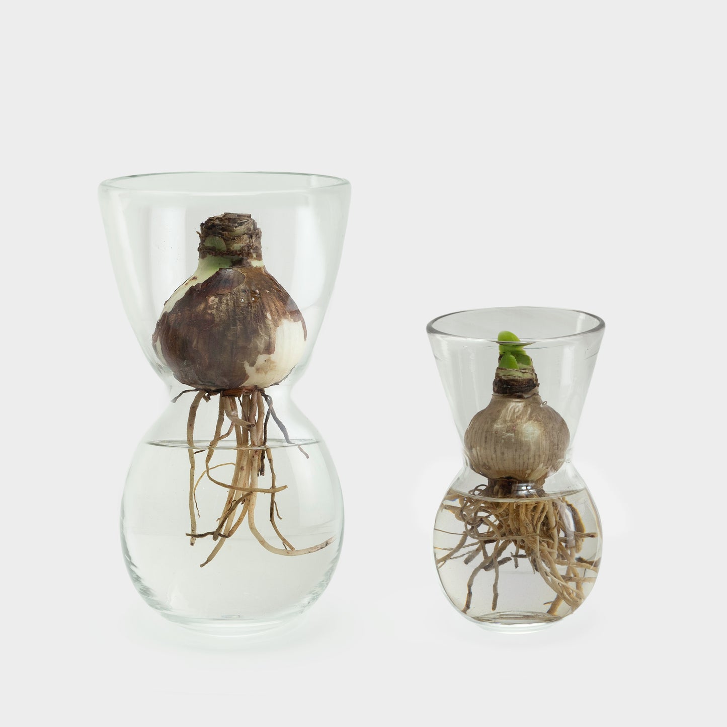 MOUTH BLOWN AMARYLLIS BULB FORCING VASES
