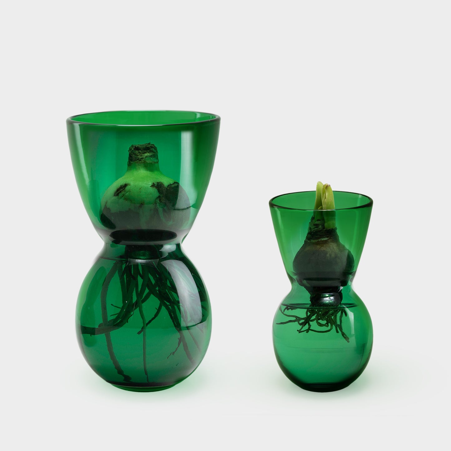 MOUTH BLOWN AMARYLLIS BULB FORCING VASES