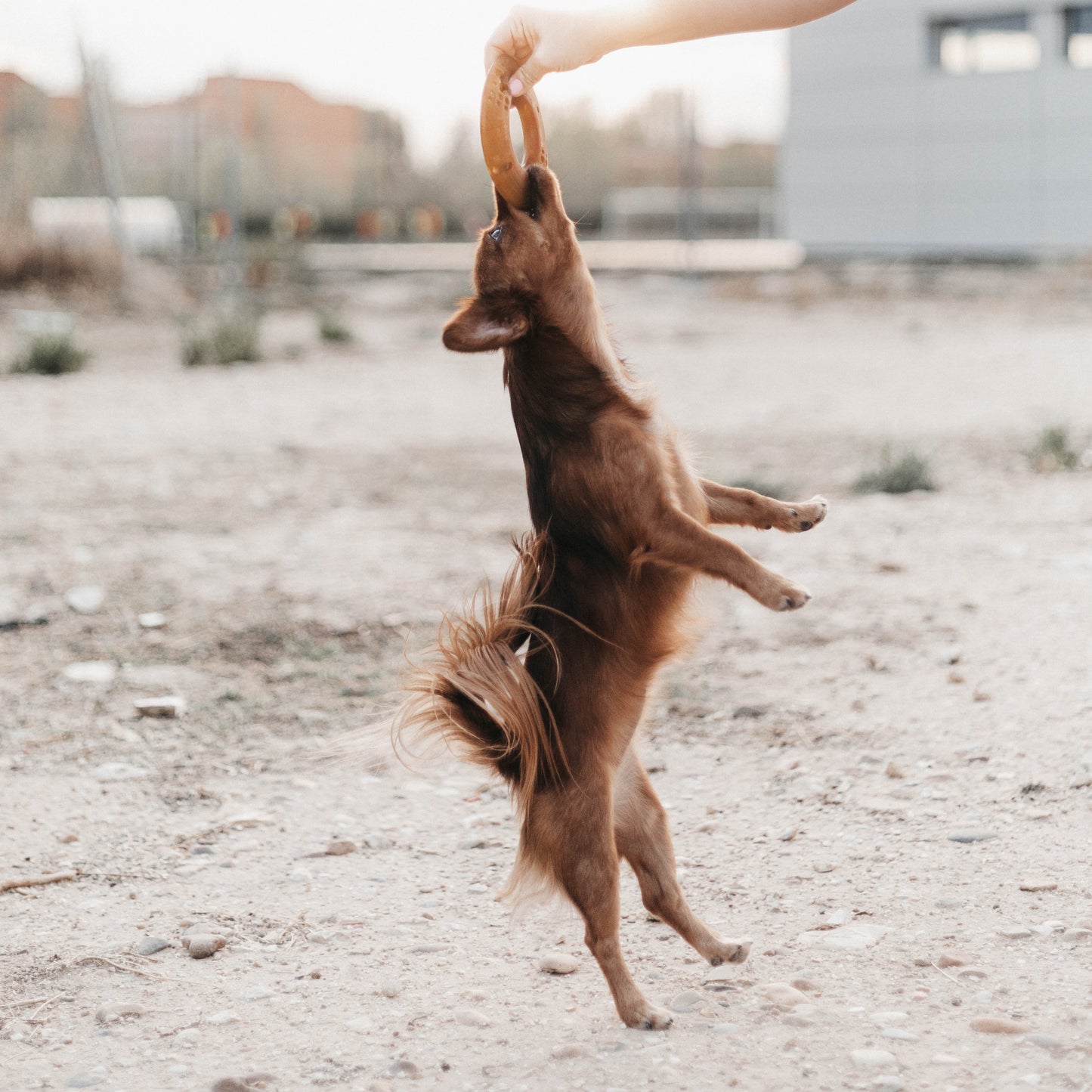 Sepia Organic Fly Toy