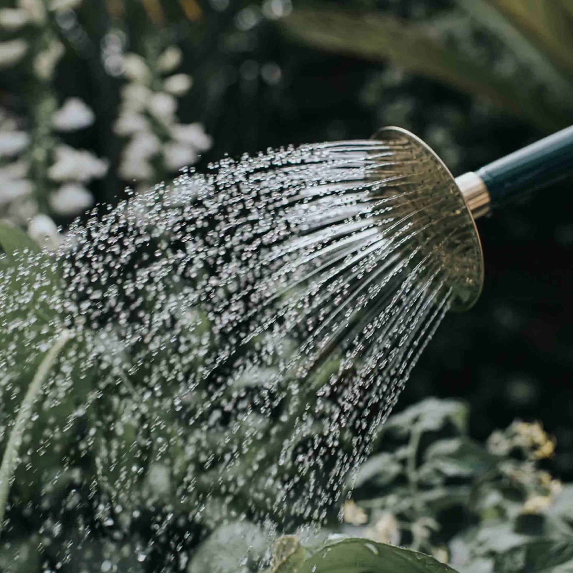 (Waitlist) Haws England 2 Gallon Watering Can in Green