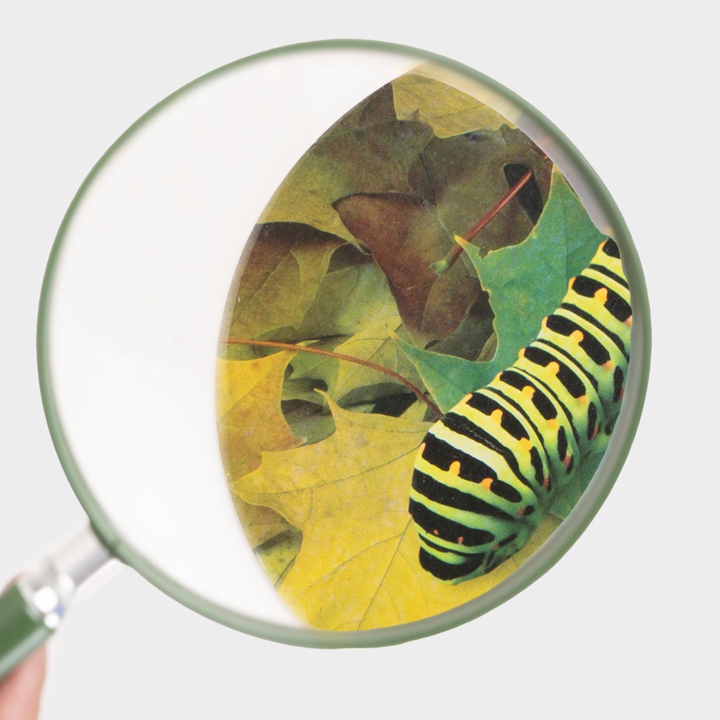 Oversized Handheld Magnifying Glass
