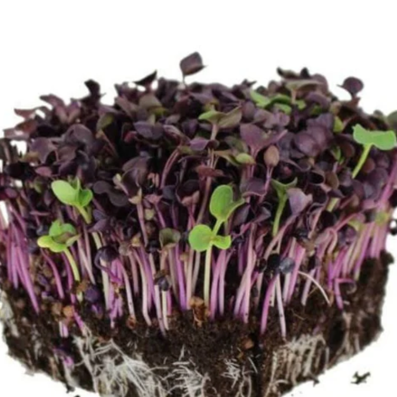Kitazawa Radish Sango Purple Microgreen Seeds