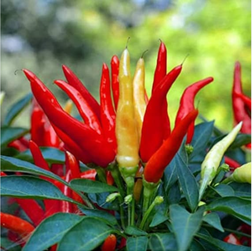 Kitazawa Hot Japanese Santaka Pepper Seeds