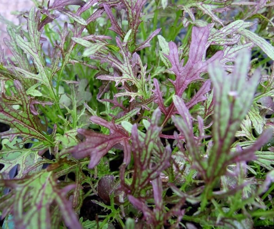 Kitazawa Mustard Mizuna Red Streaks Seeds