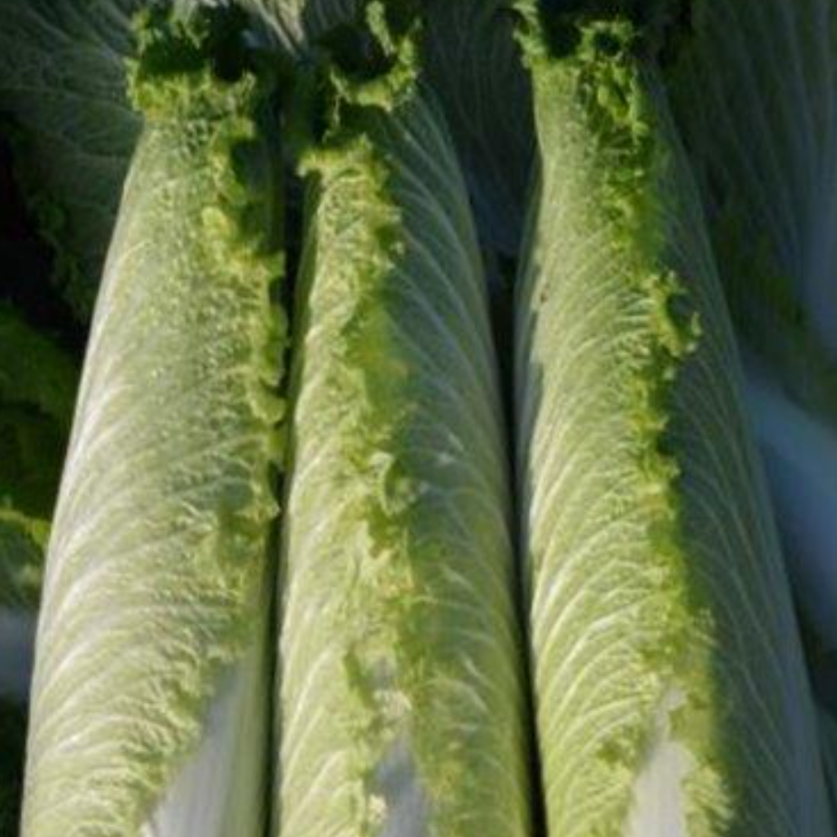 Kitazawa Chinese Cabbage Pagoda 70 Hybrid Seeds