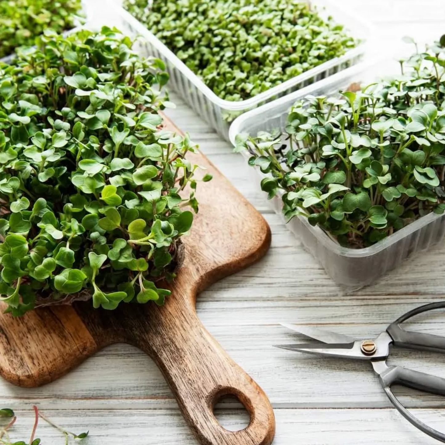 Kitazawa Shungiku Microgreens Seed