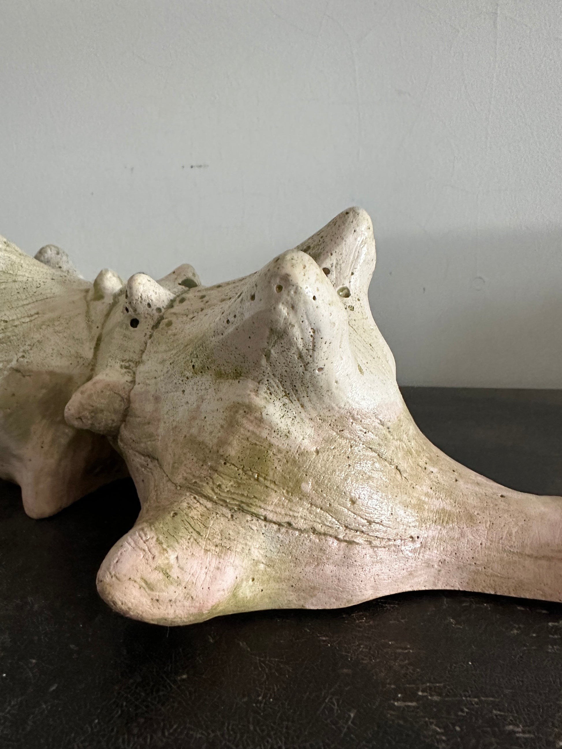 Siamese Shell Sculpture Series