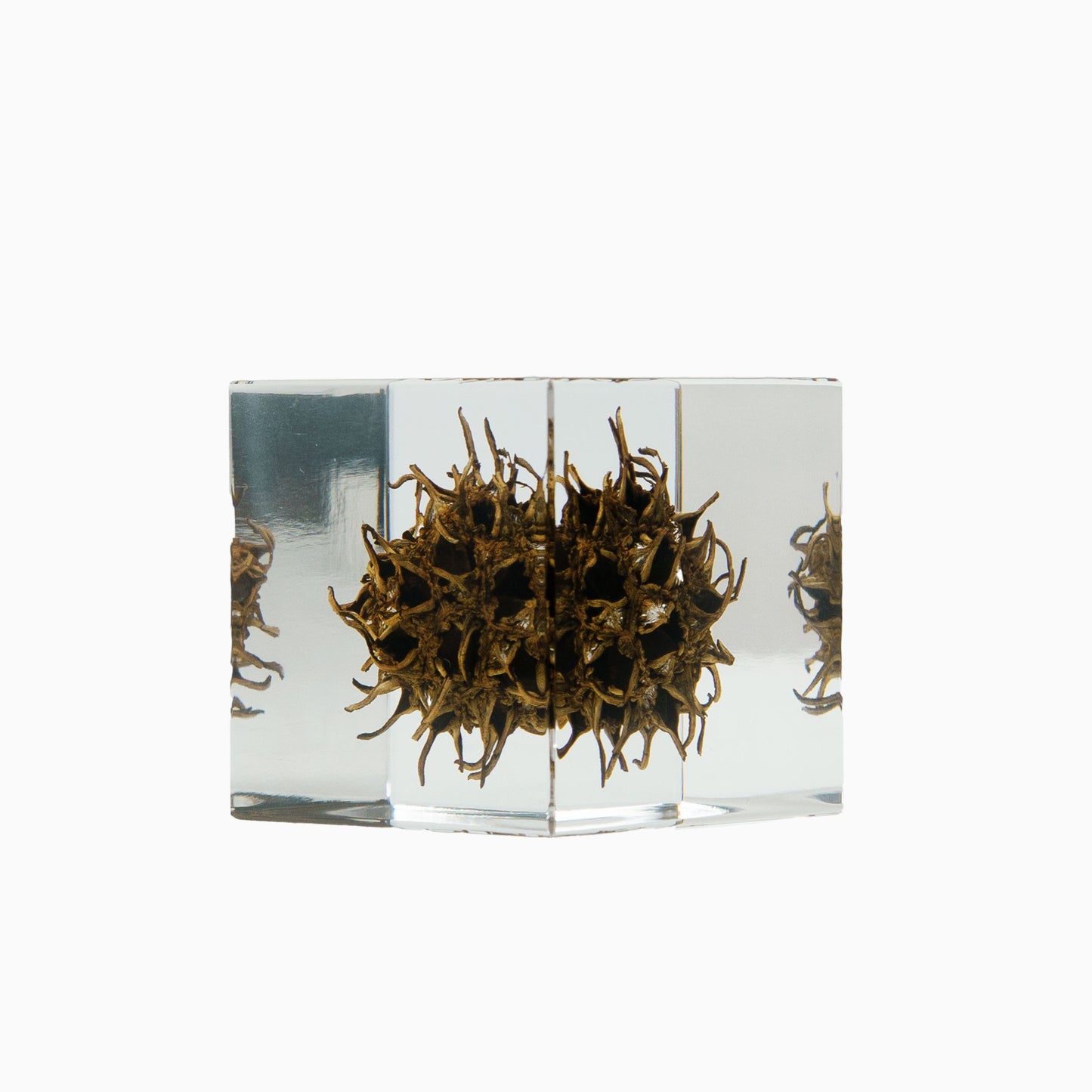 Japanese Botanical Paperweights