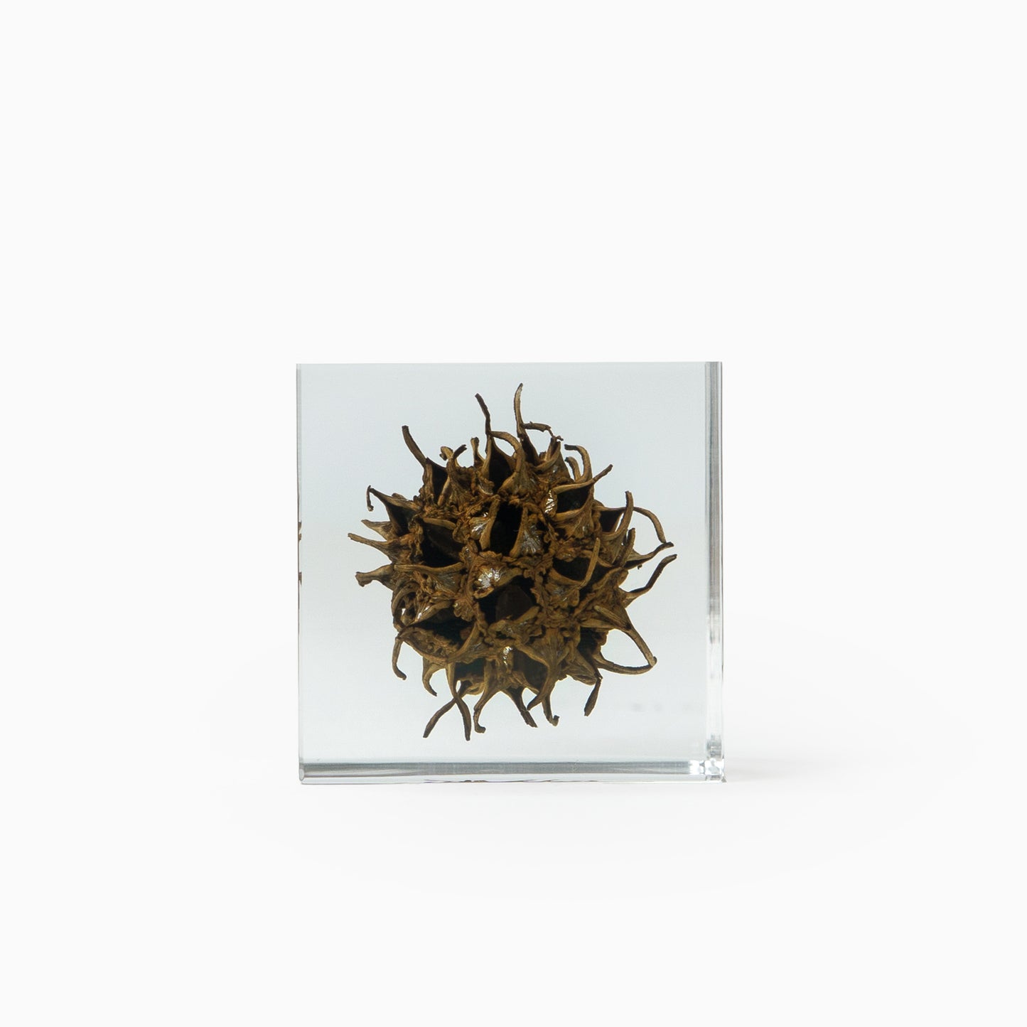 Japanese Botanical Paperweights