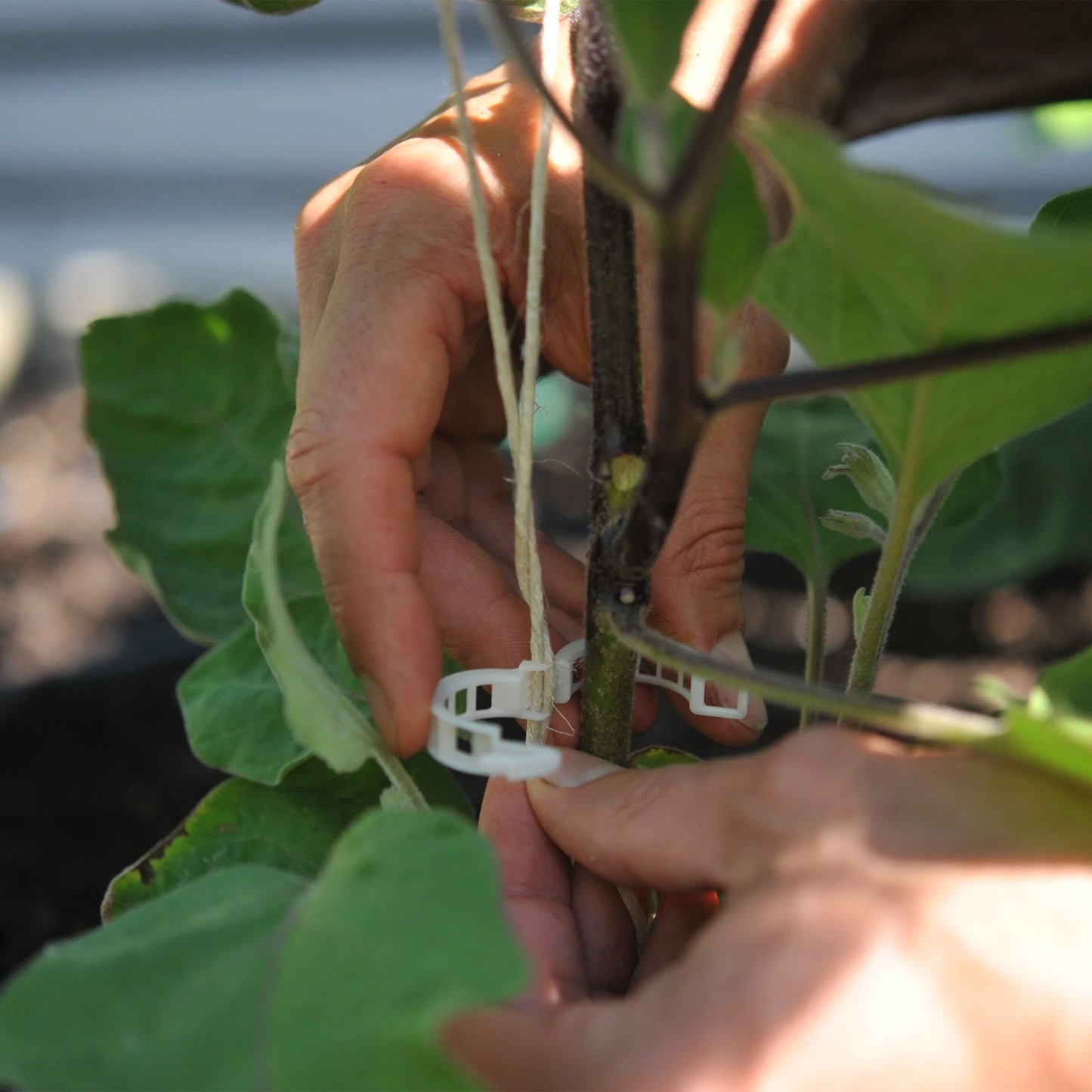 Compostable Trellis Clips