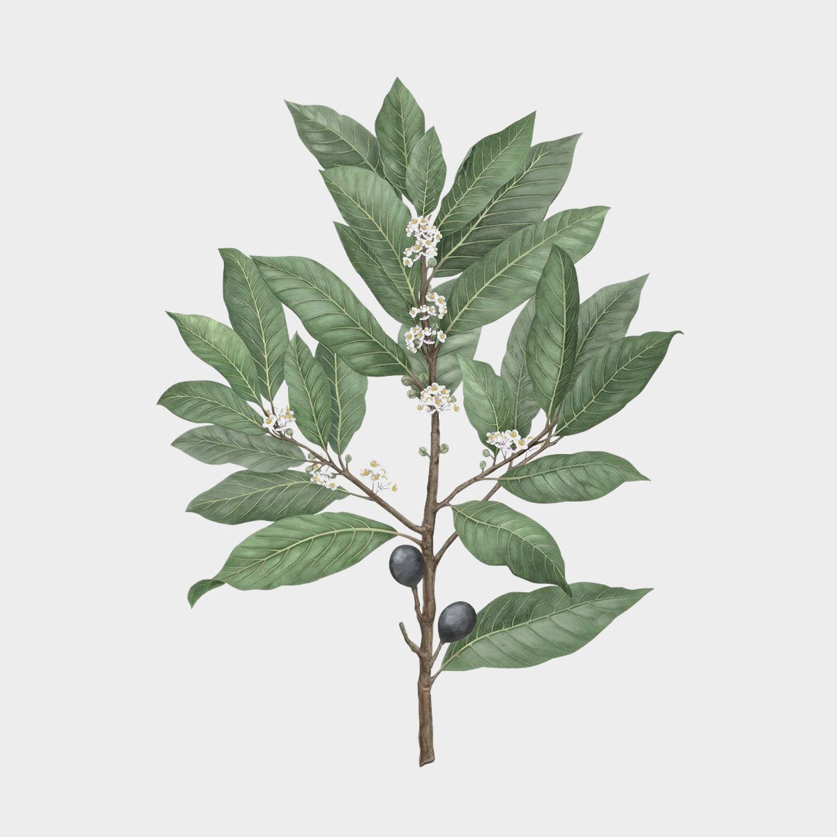 Carrière Frères Laurus Nobilis Candle (Bay Laurel)