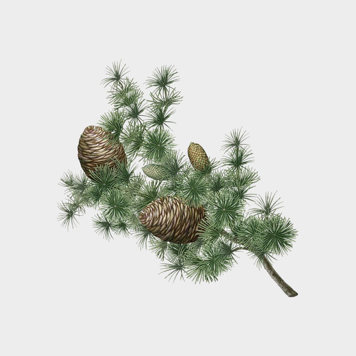 Carrière Frères Cedrus Atlantica Botanical Palet (Cedar)