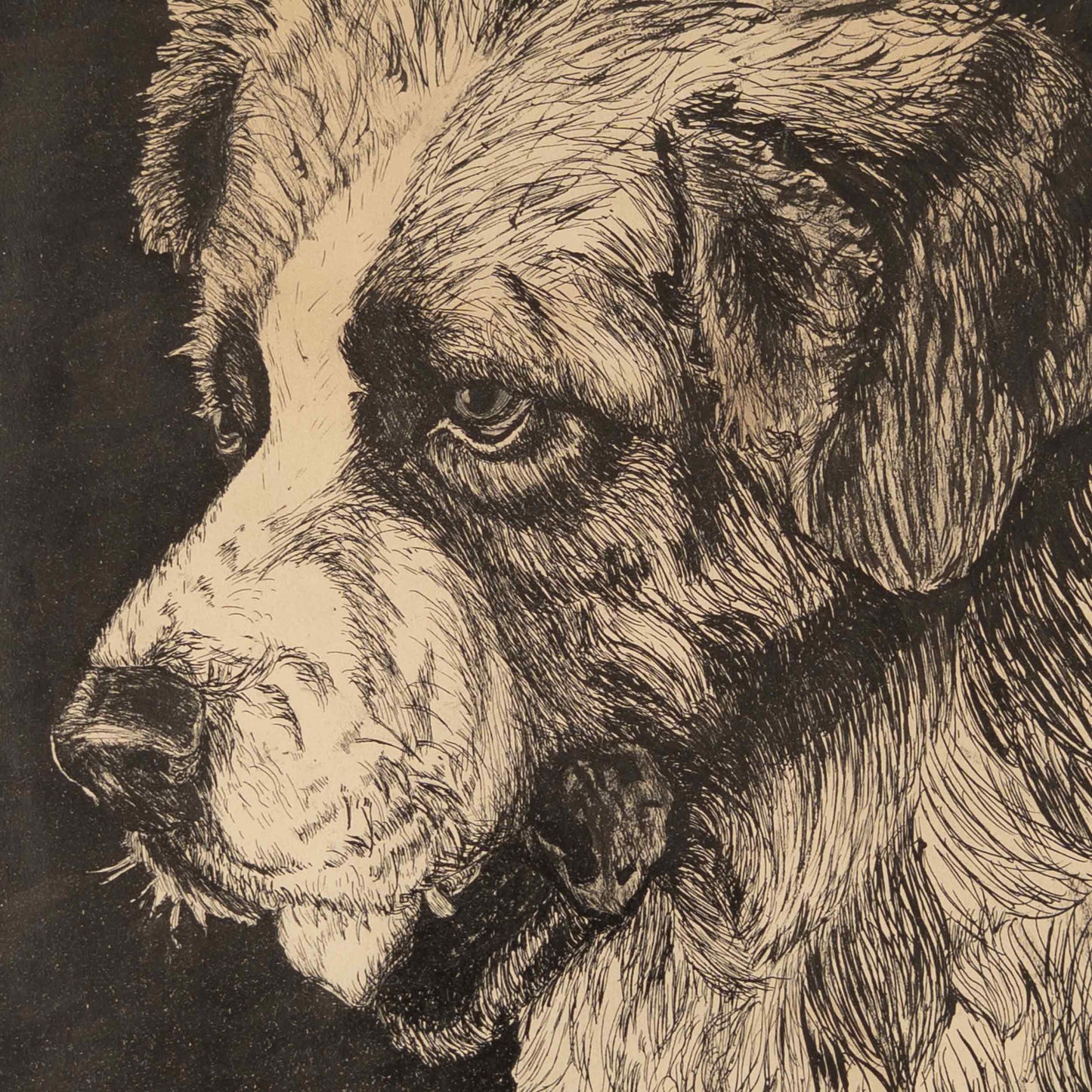 Vintage Saint Bernard Ink Drawing, 1940s