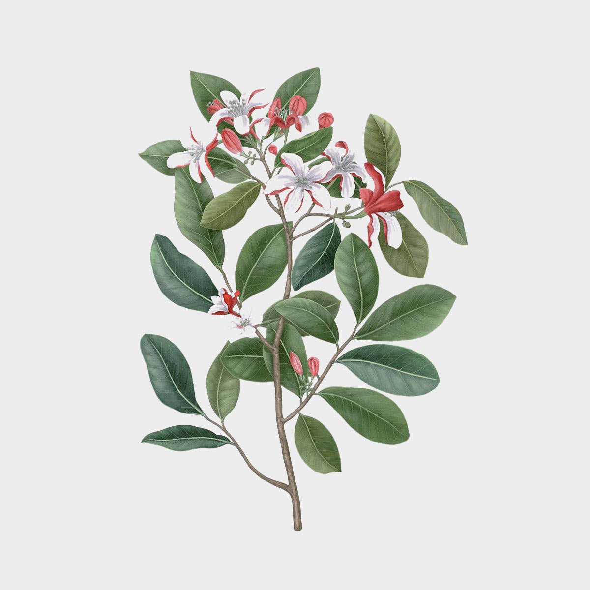 Carrière Frères Gardenis Tahitensis Candle (Gardenia Tiare)