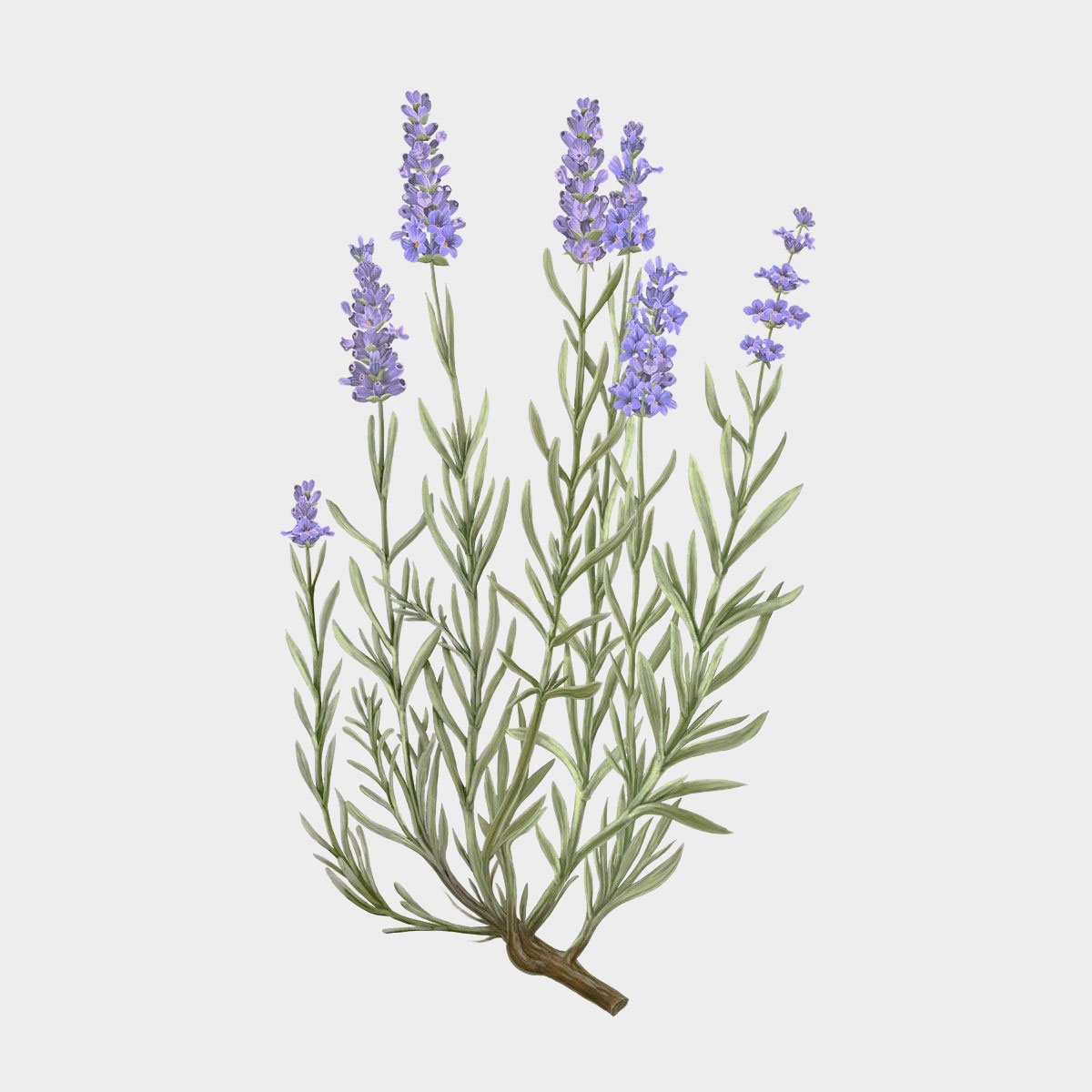 Carrière Frères Lavandula Angustifolia Candle (Lavender)