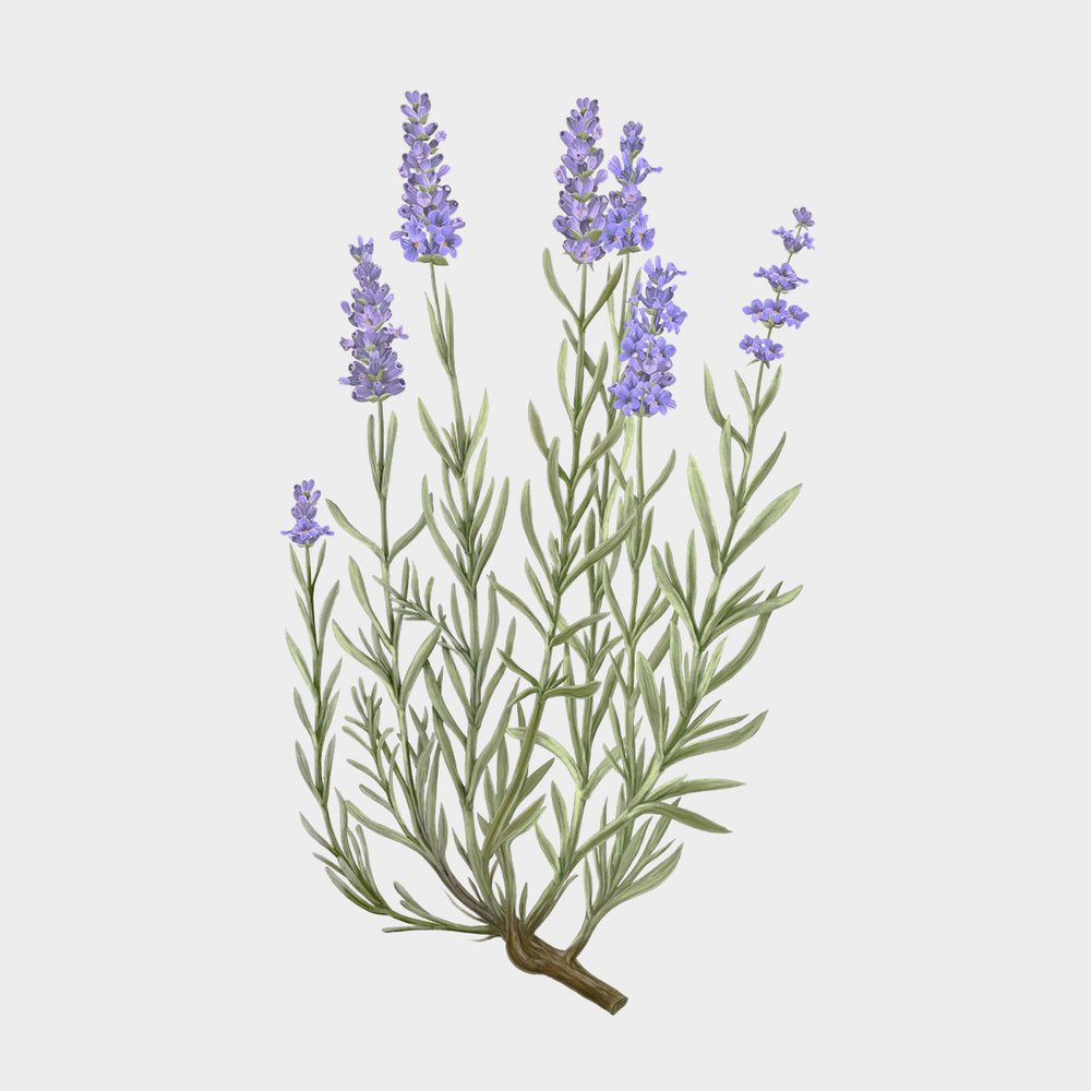 Carrière Frères Lavandula Angustifolia Room Spray (Lavender)