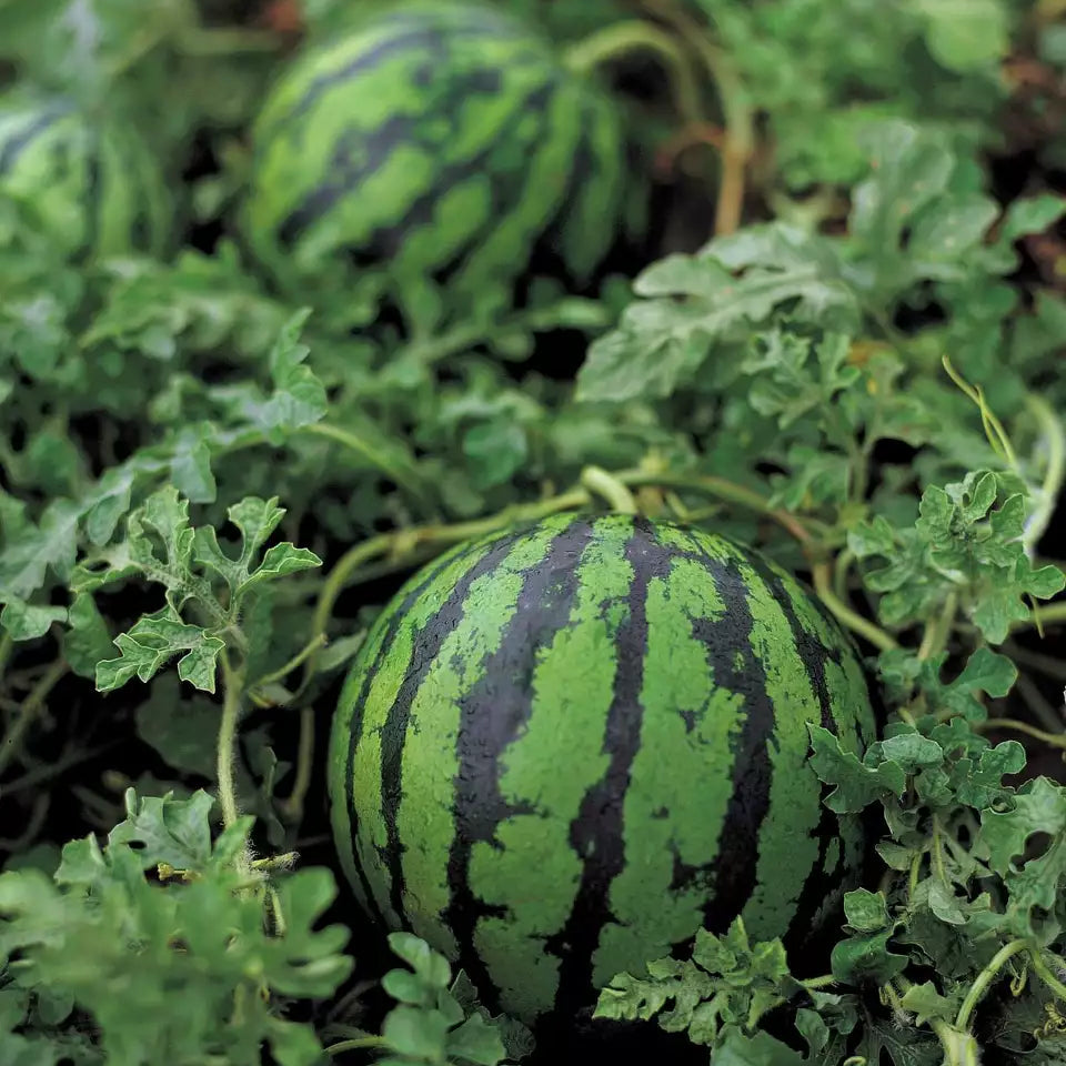 Kitazawa Watermelon Icebox Hime Kansen Hybrid Seeds