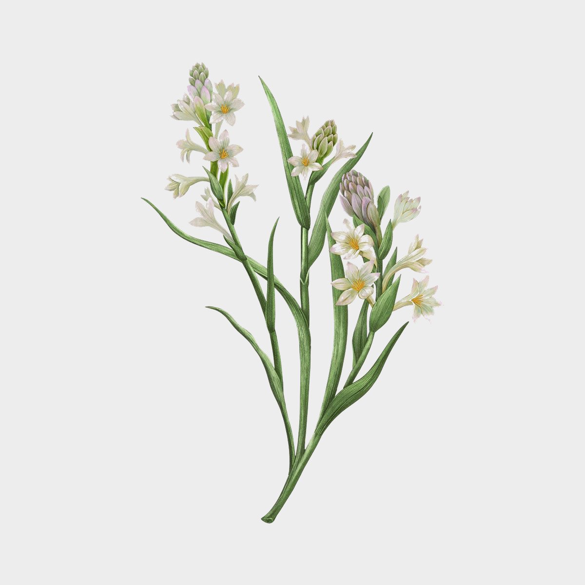 Carrière Frères Polientes Tuberosa Candle (Tuberose)