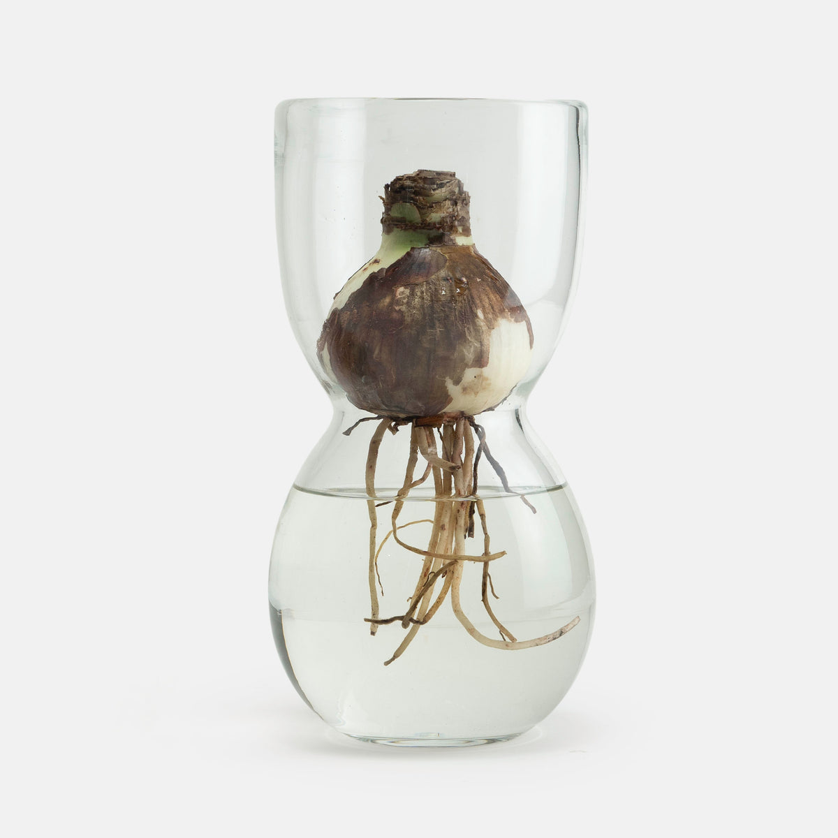 Vulp Vase MOUTH BLOWN Large AMARYLLIS BULB VASE – Gardenheir