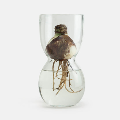 MOUTH BLOWN AMARYLLIS BULB FORCING VASES