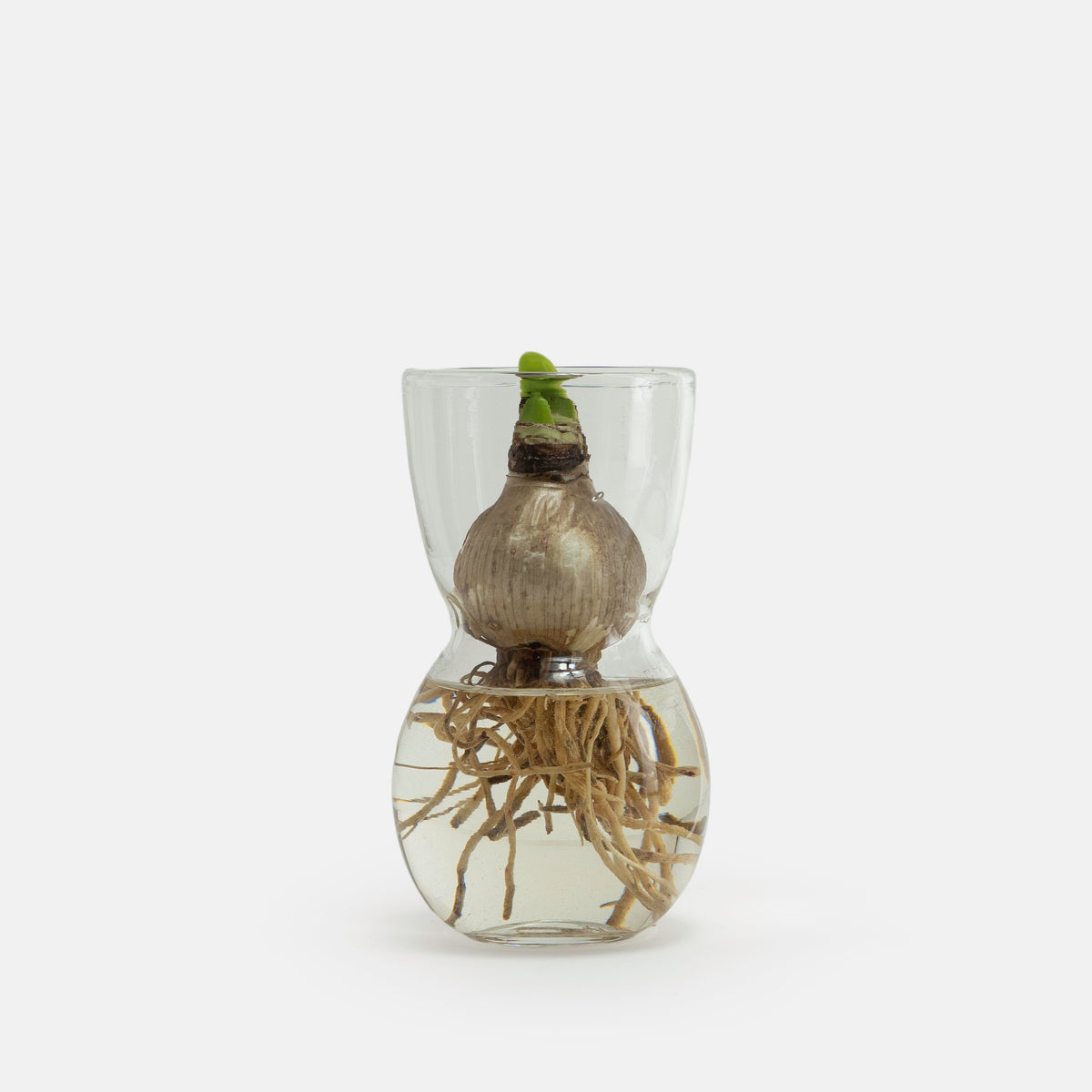 Vulp Vase MOUTH BLOWN Large AMARYLLIS BULB VASE – Gardenheir