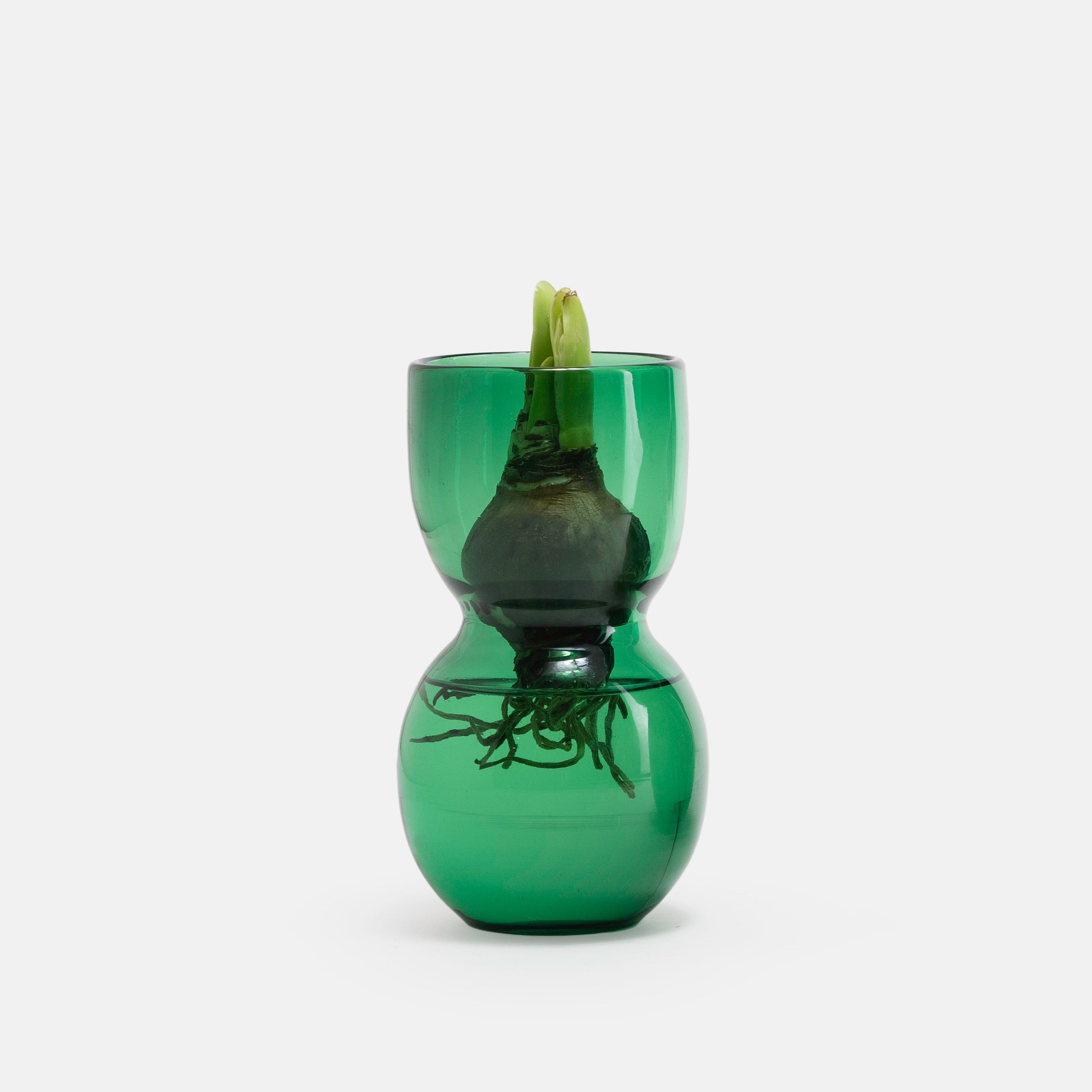Vulp Vase MOUTH BLOWN Large AMARYLLIS BULB VASE – Gardenheir