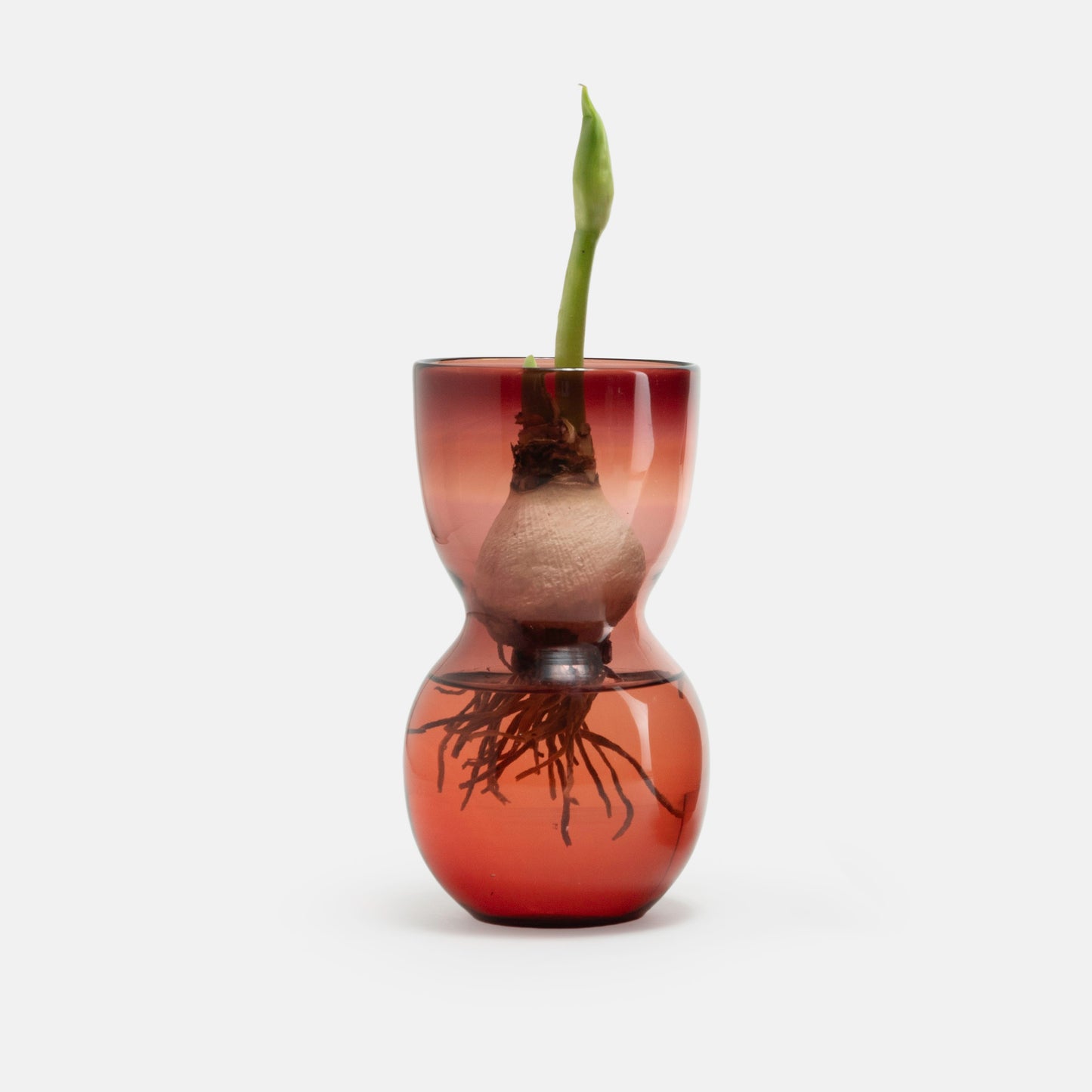 MOUTH BLOWN AMARYLLIS BULB FORCING VASES