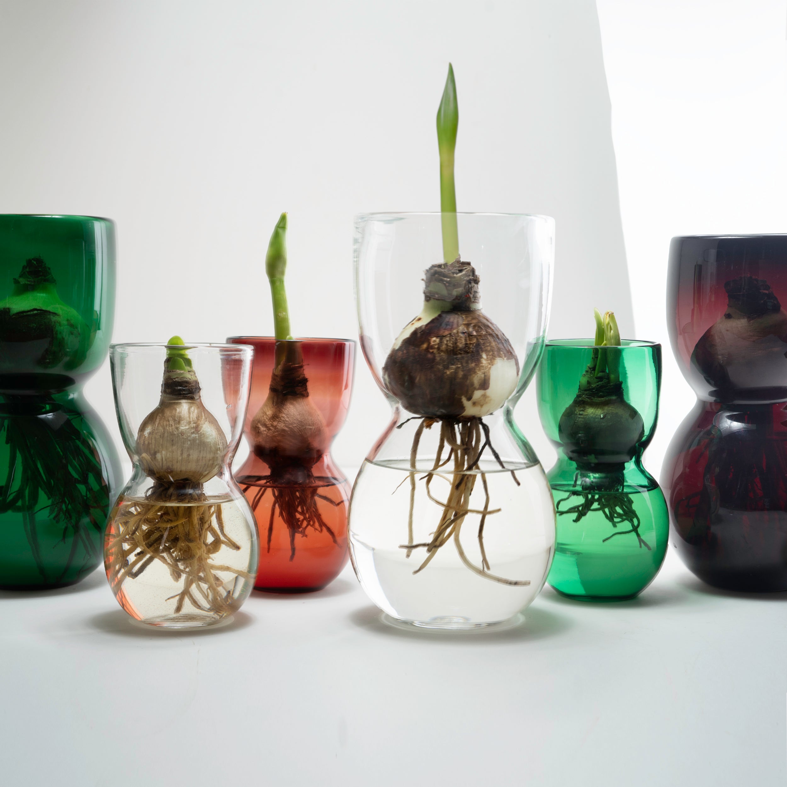 Vulp Vase MOUTH BLOWN Large AMARYLLIS BULB VASE – Gardenheir