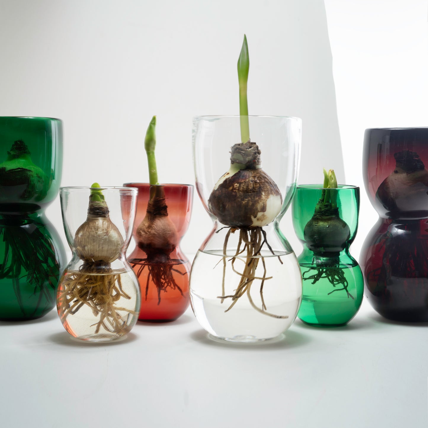 MOUTH BLOWN AMARYLLIS BULB FORCING VASES