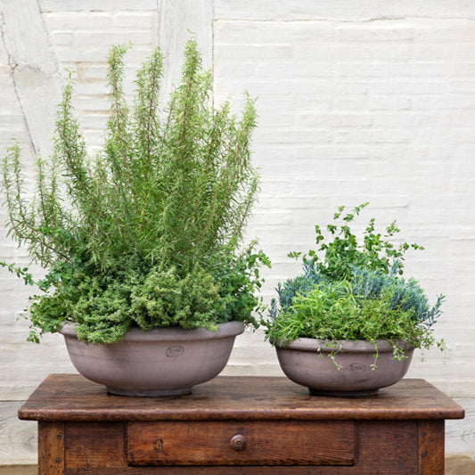 Bergs Large Erbe Low Planter