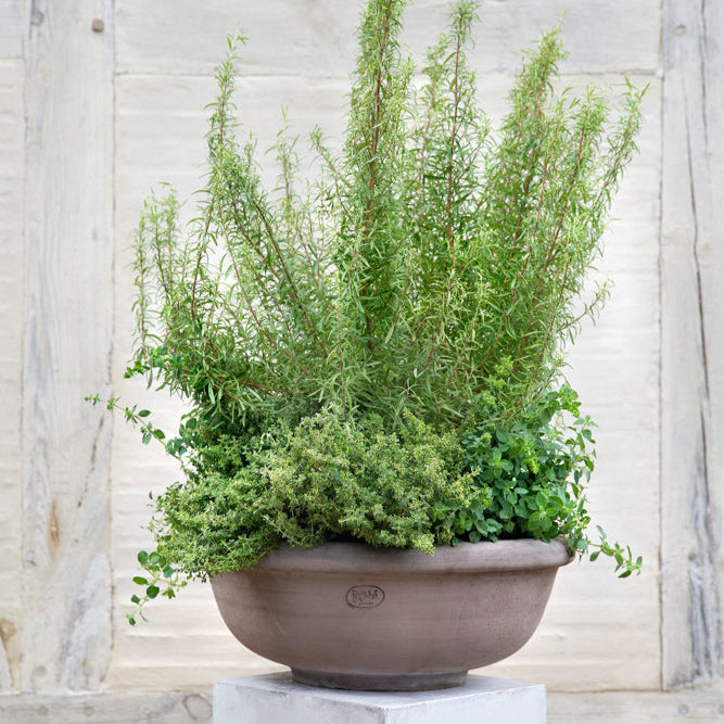 Bergs Large Erbe Low Planter