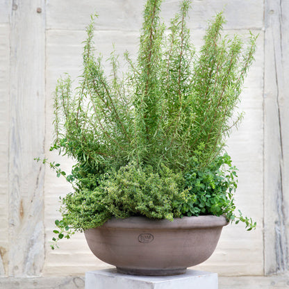 Bergs Large Erbe Low Planter