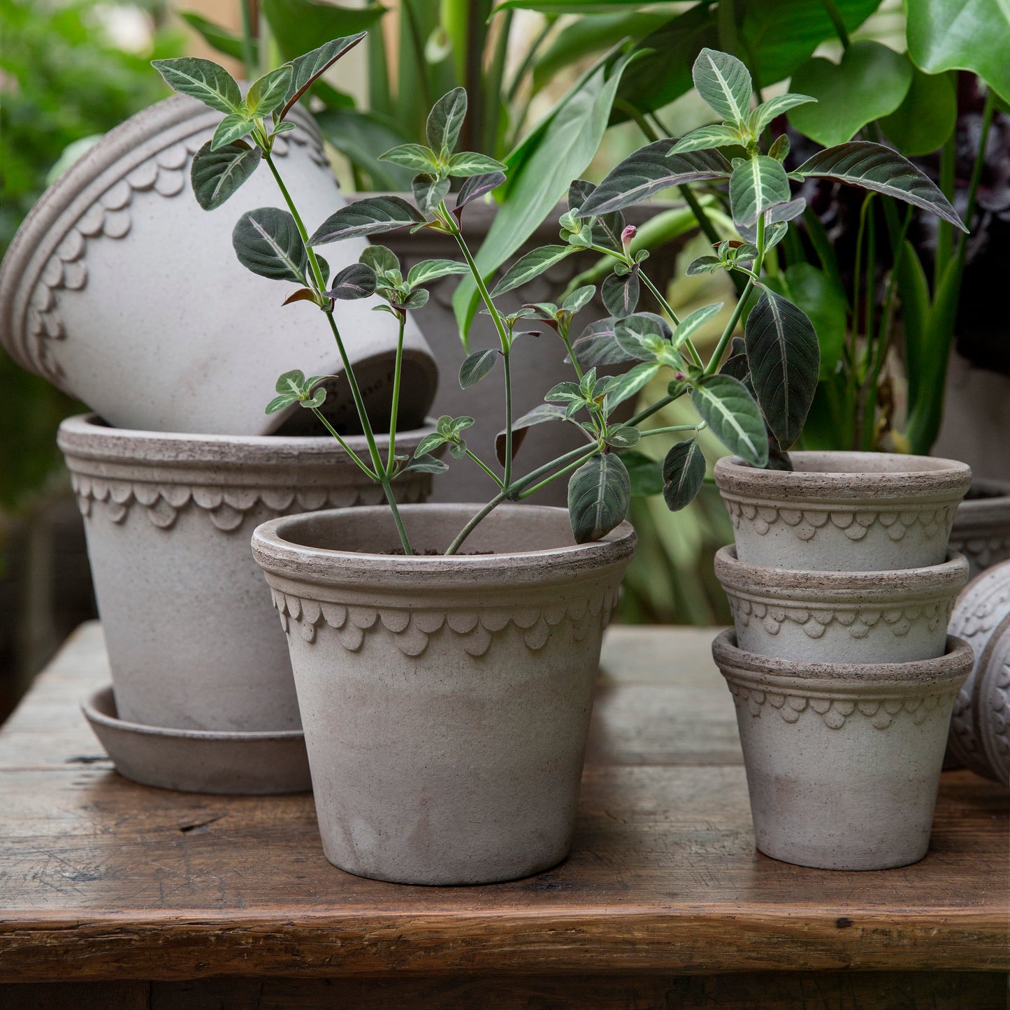 Bergs Potter Københavner Terracotta Pot & Saucer