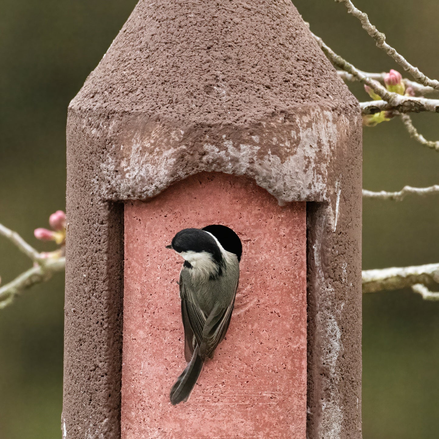 Brutalist Birdhouse- Suspended Cone- 1.25" Entrance