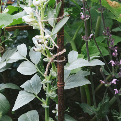 Pavilion Plant Stake (Set of 3)