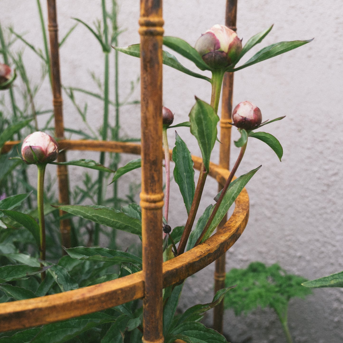 Pavilion Plant Support