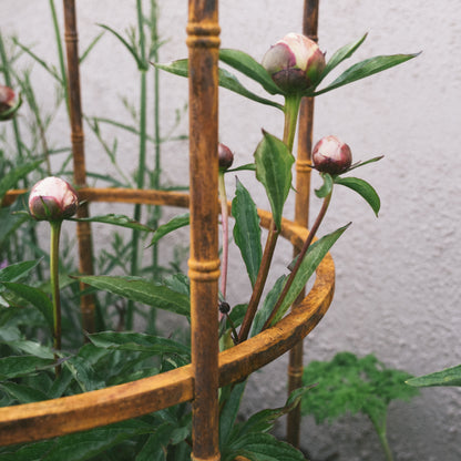 Pavilion Plant Support