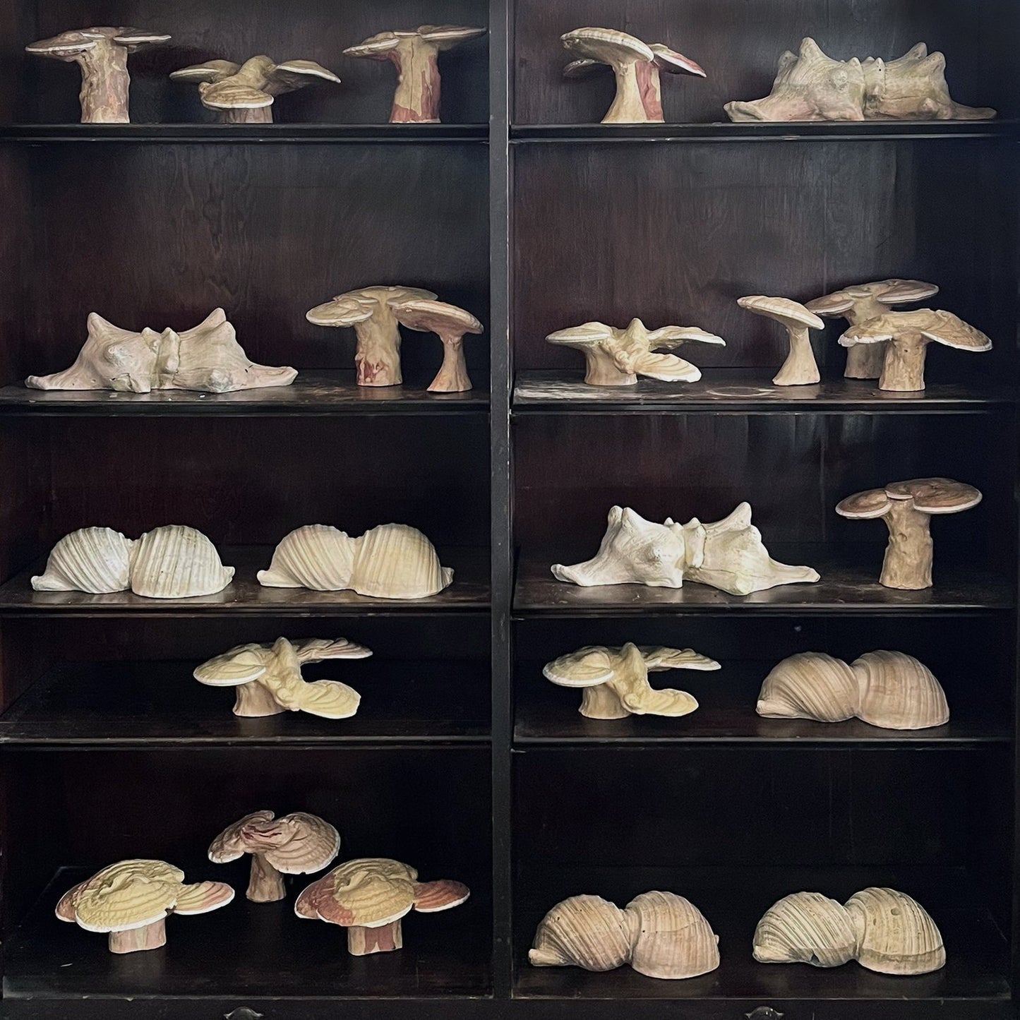 Siamese Shell Sculpture Series