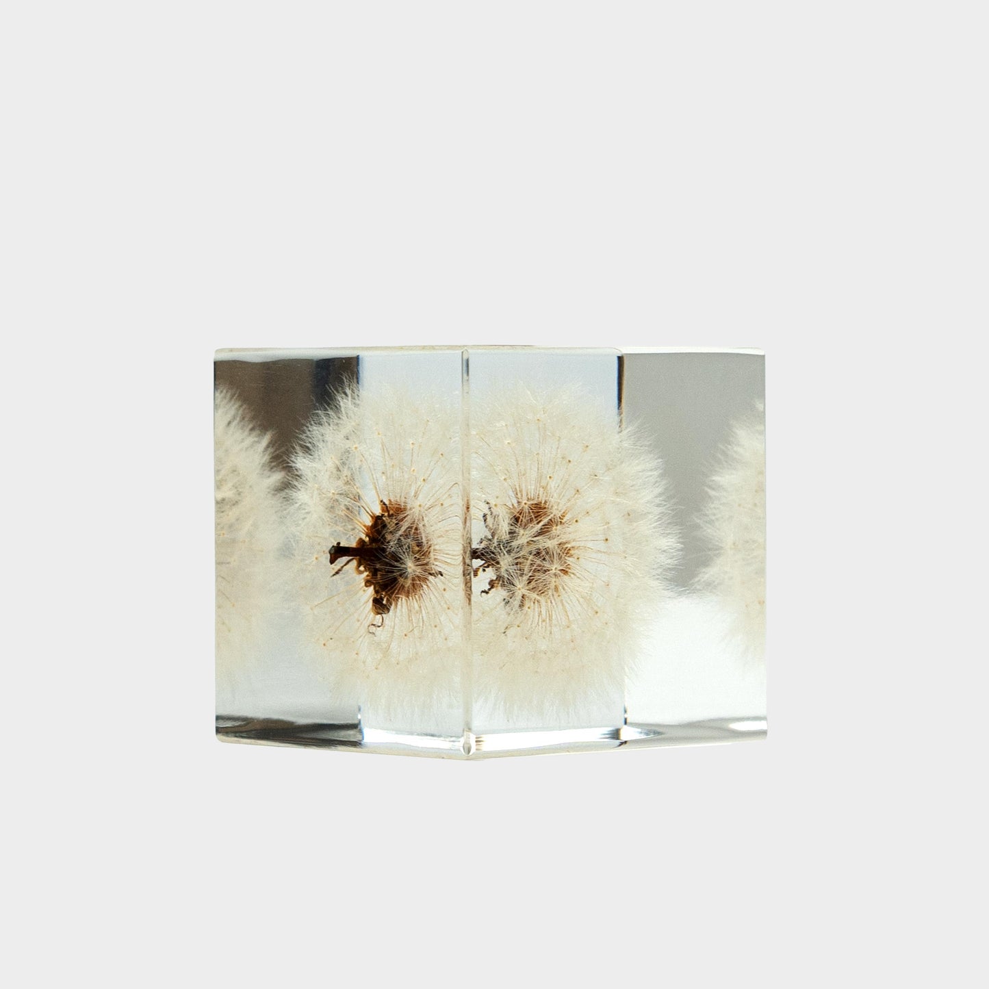 Japanese Botanical Paperweights