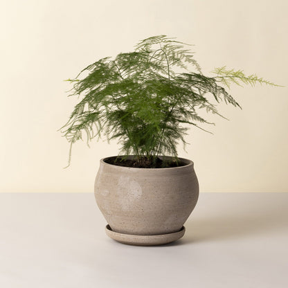 Bergs Delphi Pot