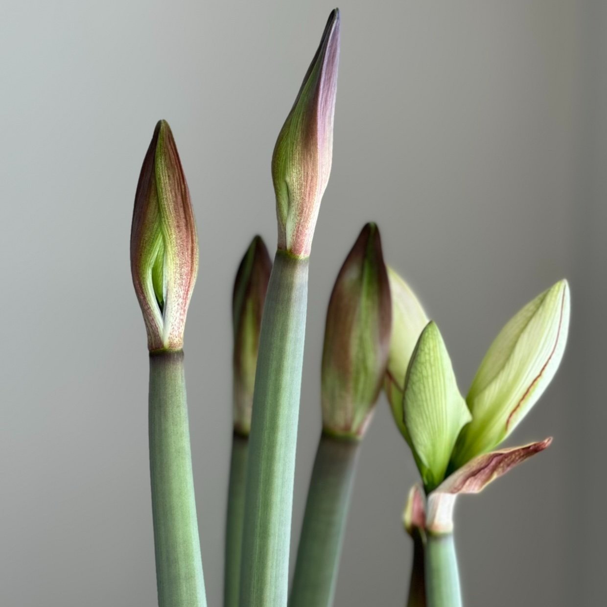(Sold Out) Blown Glass AMARYLLIS BULB VASE in Emerald