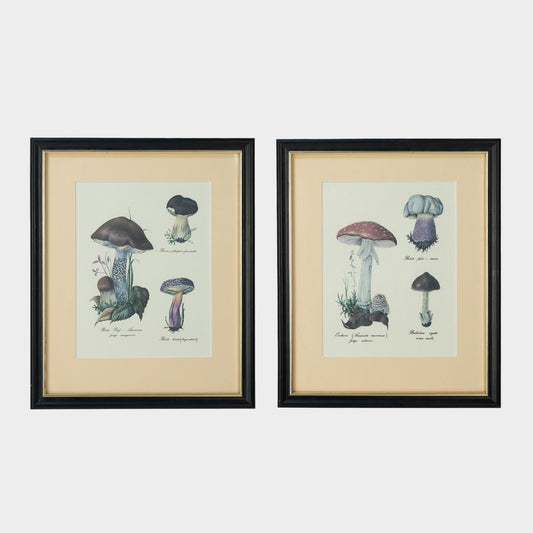 Antique Pair of Framed Botanical Illustrations of Mushrooms