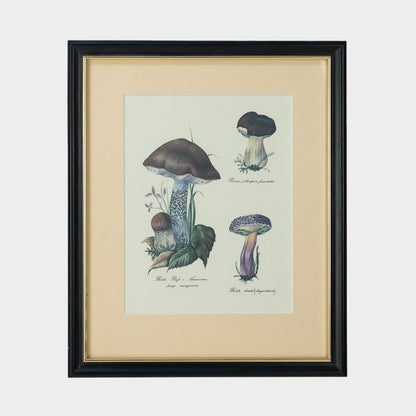 Antique Pair of Framed Botanical Illustrations of Mushrooms