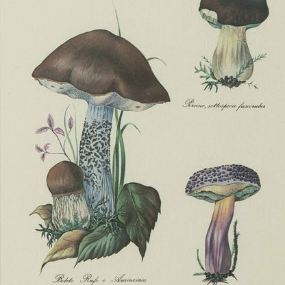 Antique Pair of Framed Botanical Illustrations of Mushrooms