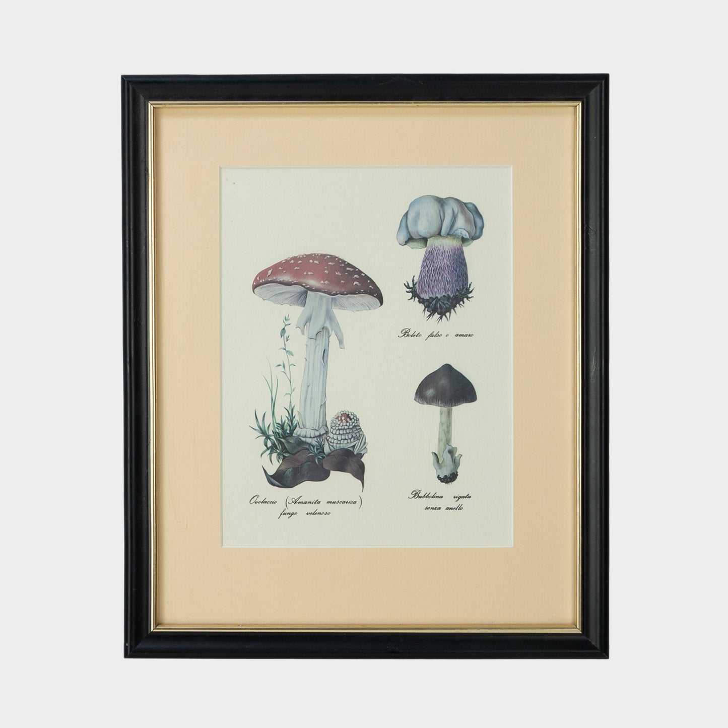 Antique Pair of Framed Botanical Illustrations of Mushrooms