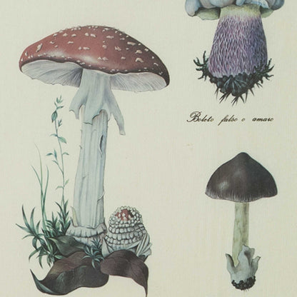 Antique Pair of Framed Botanical Illustrations of Mushrooms