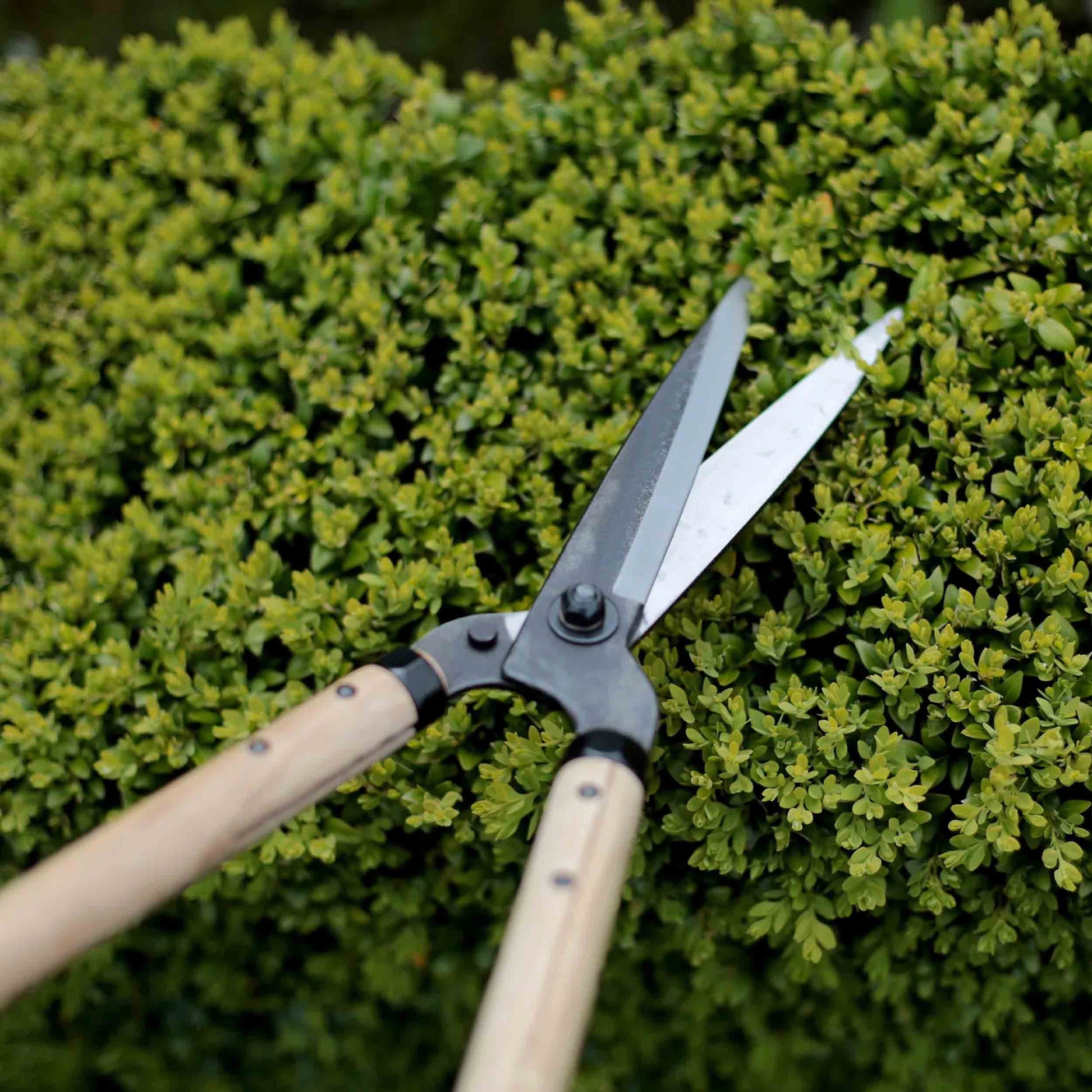 Niwaki Long Garden Shears