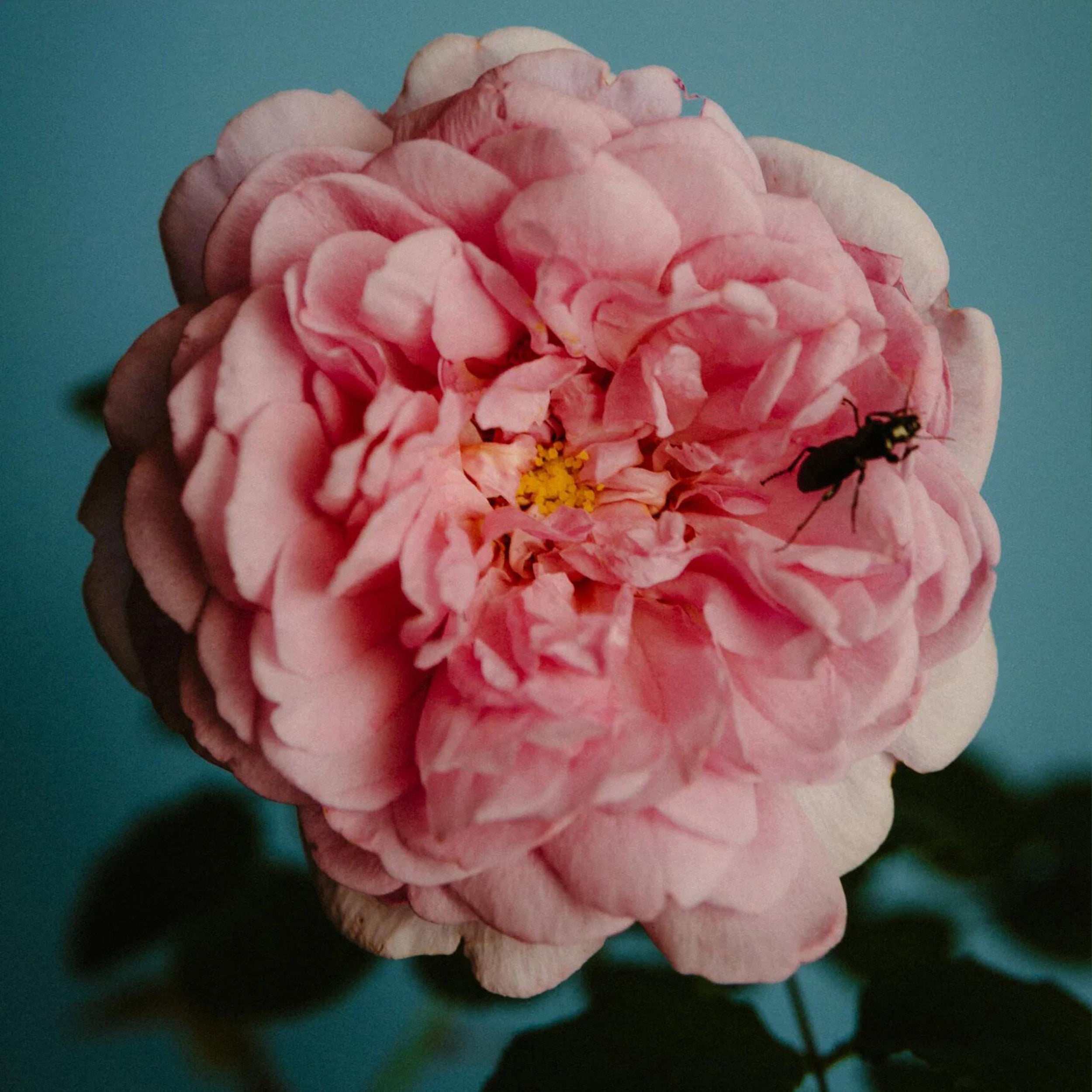 Perfumer H Rose with Insect Temple Incense – Gardenheir